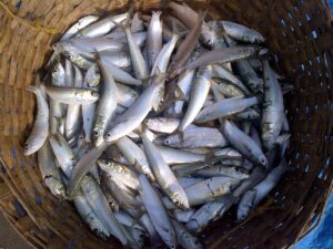 Sardines